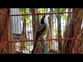 Masteran Handal Cendet Pemancing Emosi Yang Bikin Lawan Langsung Gacor Ngajak Narung Mp3 - Mp4 Download