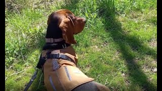 A Big Sniff,  Part 3: A Sniff Well Done by ClydeBasset 81 views 8 days ago 7 minutes, 1 second