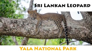 Sri Lankan Leopard Cub | 4 Months old | Yala National Park