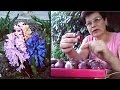 Гиацинты посадка и уход Как правильно сажать гиацинты для отличного цветка