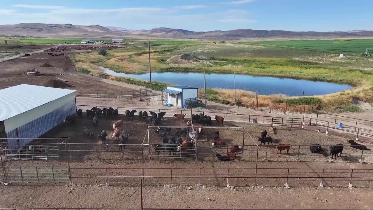 Ways to Decrease the Stress of Transitioning Calves to Feed