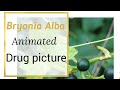 Bryonia Alba Drug picture animated