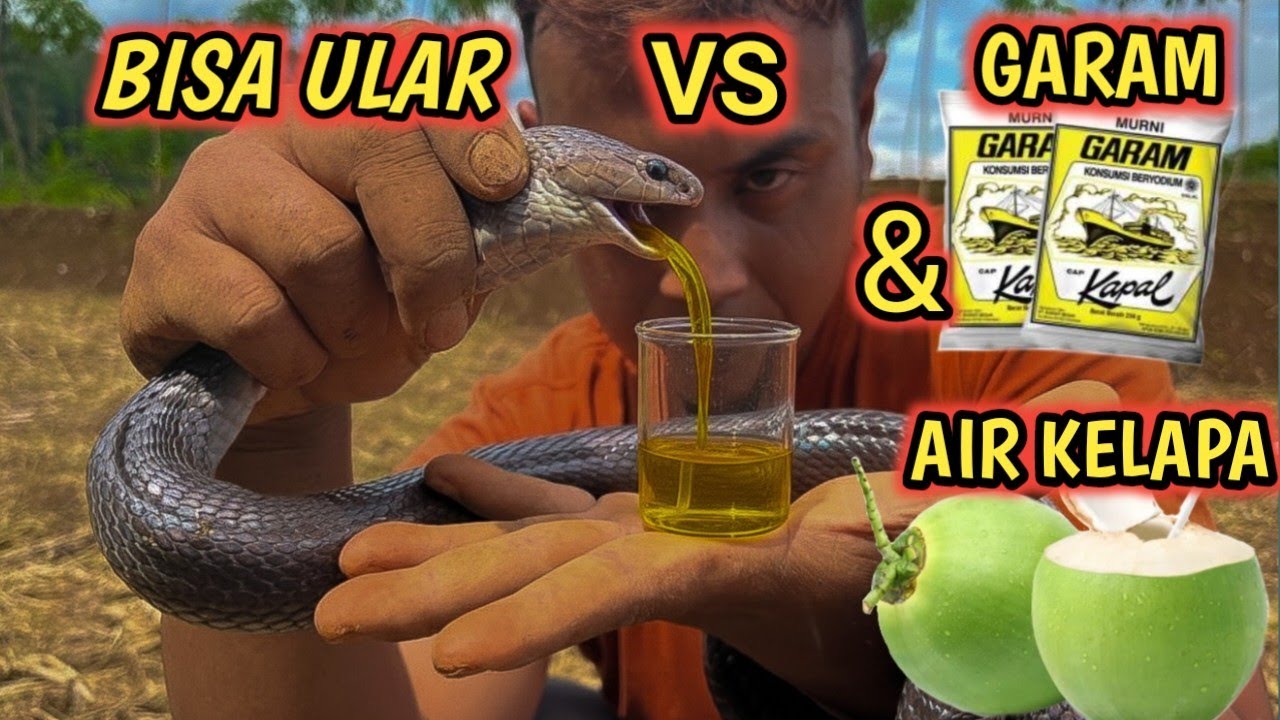“BISA ULAR vs AIR GARAM PANAS & AIR KELAPA ‼️ Reaksinya Bikin Merinding…”