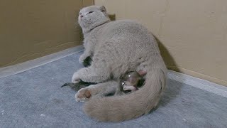 Two pregnant mother cats help each other when giving birth to kittens - the end.