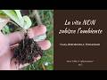 La vita NON subisce l'ambiente: Gaia, Rizosfera e Finalismo