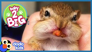Three Tiny Chipmunks Stuff Their Faces And Grow Up Huge | Baby 2 Big | Dodo Kids