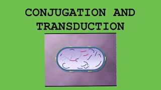 Conjugation and Transduction | Notes for Biotechnology | Amitian Notes