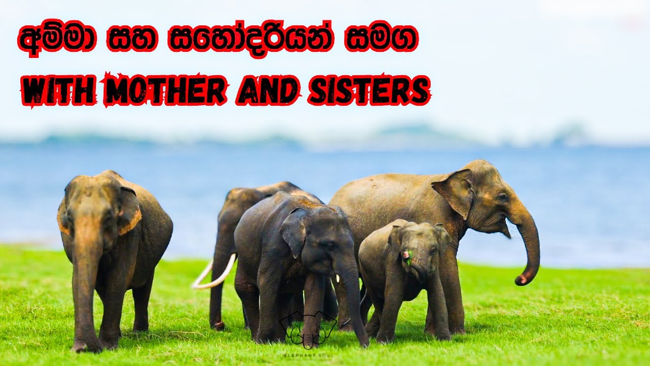 "Together We Stand: The Power of Sisterhood and Motherhood" Elephant ...
