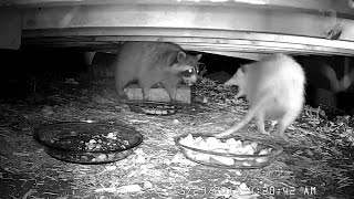 WHITE OPOSSUM has encounters with two Raccoons 05-29-2015