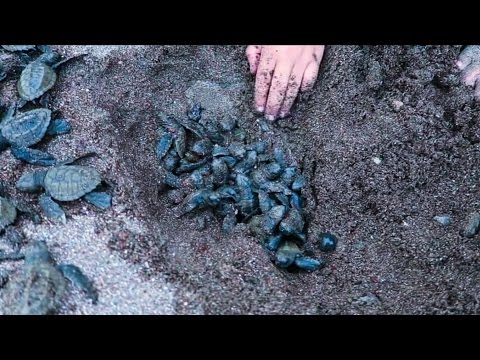 Wie Viel Wasser Brauchen Baby-Schildkröten?