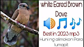 Huni ng alimokon/white Eared Brown Dove Sounds/best sounds for hunting 2023/CENEHUNT