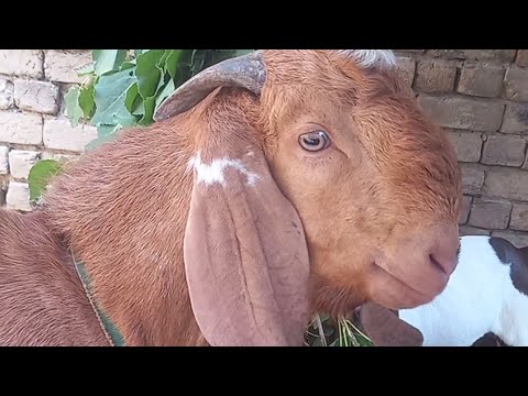 Goat sex video top Goat meeting plzz youtube team viral my video  #goat #cuteanimals #subscribe