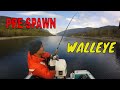 How to catch prespawn  walleye on the columbia river