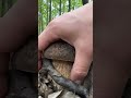 Beautiful porcini mushrooms #porcini #wildmushrooms #nature #boletus #youtubeshorts #shorts #fungi