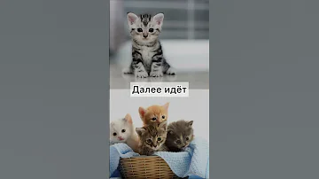 Какое животное спит больше всего #shorts #животное