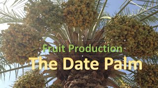 Fruit Production: The Date Palm Morphological Structure, and Plant and Fruit Management Practices