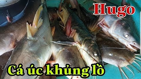 Câu cá ngát _Trúng ngay ổ cá úc khủng lồ_kéo bao phê