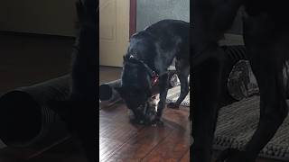Dog vs Ferret #dog  #ferret