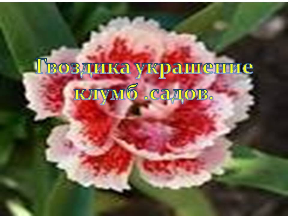 травянка гвоздика фото