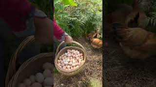 How to raise animals for family use A413