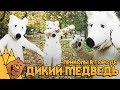 ДИКИЙ МЕДВЕДЬ / ПРИКОЛЫ В ГОРОДЕ  Мишка в эфире