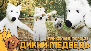 ДИКИЙ МЕДВЕДЬ / ПРИКОЛЫ В ГОРОДЕ Мишка в эфире ДИКИЙ МЕДВЕДЬ / ПРИКОЛЫ В ГОРОДЕ Мишка в эфире
