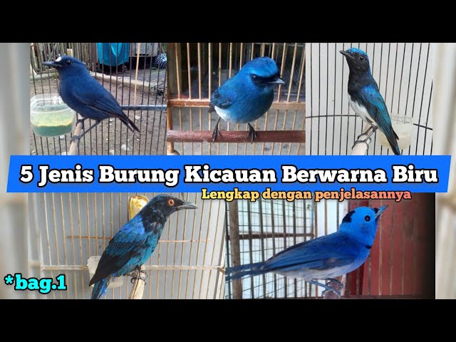 5 Jenis Burung Kicau Berwarna Biru. Bagian 1 class=