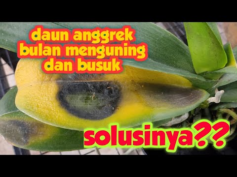 Video: Mengapa orkid menjadi kuning: apa yang perlu dilakukan, bagaimana untuk menyimpan