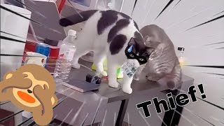 Cat gets caught stealing  | Cute & Funny cats compilation #2