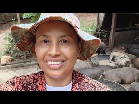 Alimentando os suínos com moringa.