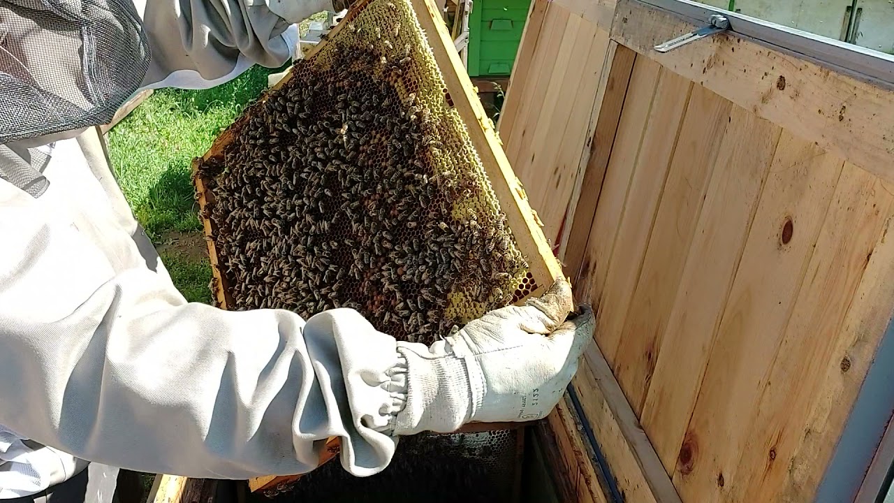 Vinkó Péter Hobbiméhészet : Méhcsalád kettészedése anyazárkázással