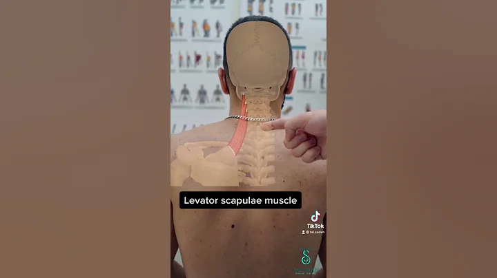 Levator scapulae muscle stretch for neck pain.