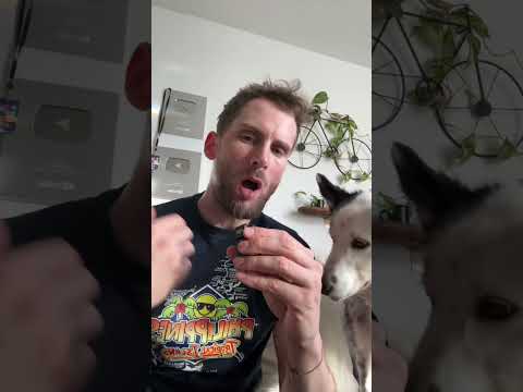 Irais tu au ciné avec ton chien?