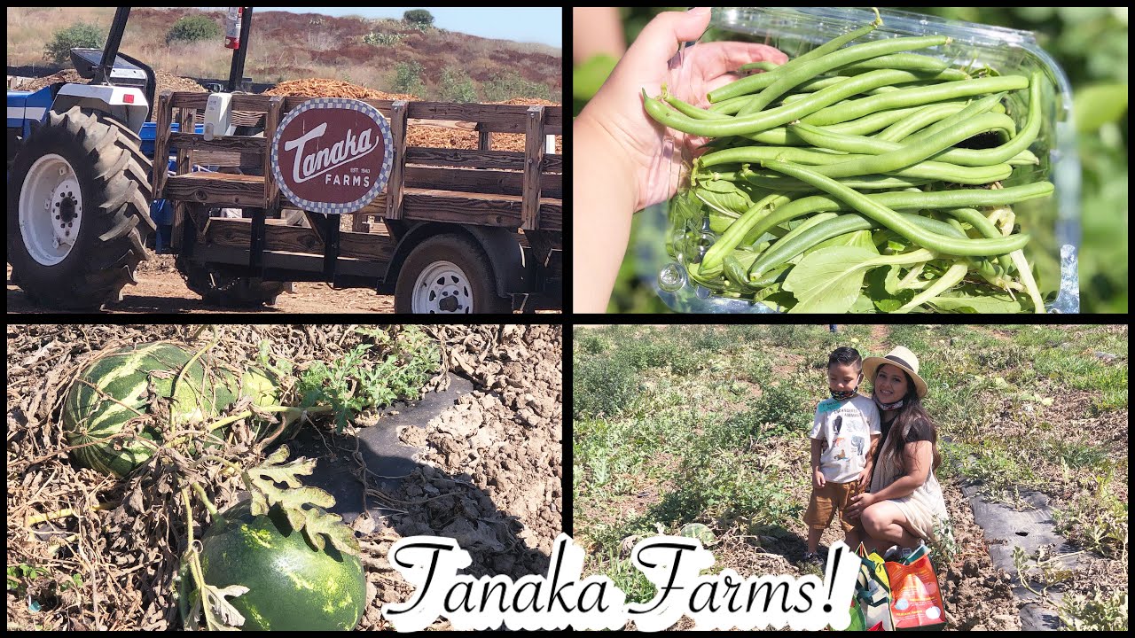 A day at Tanaka Farms VLOG| Pick your own veggies&fruits| Come along with us