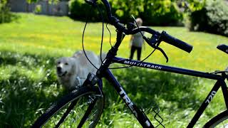 Dog, Bike, Cement. Trek Multi Track 720