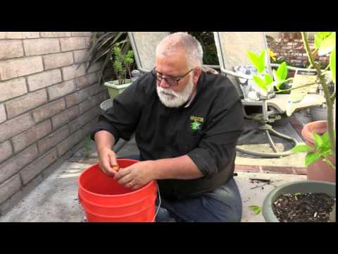 Video: Growing Seeds From A Sago Palm: Kawm Yuav Cog Sago Palm Seeds