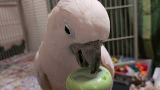 Cockatoo Toys & Talk by Mr. Max T.V. 3,686 views 3 weeks ago 6 minutes, 40 seconds