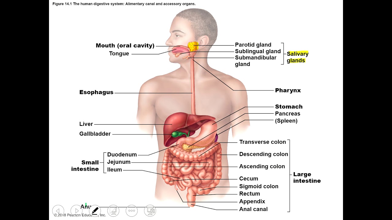 A&P Digestive System Part 4 Accessory Organs YouTube