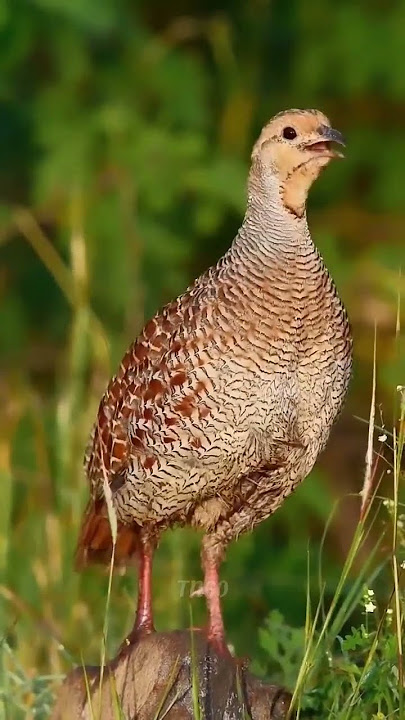 காடை sound #shorts #trending #kaadai #Quail #sound #voice #song #subscribe #whatsapp