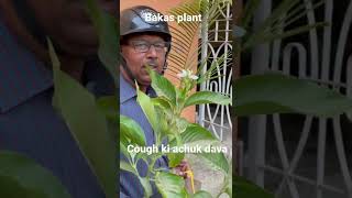 Adusa or Bakas plant Ayurvadic treatment for Cough.