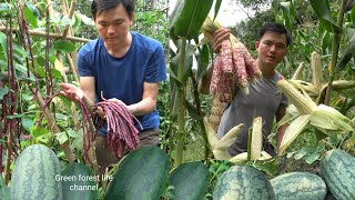 Red bean, purple corn, white sticky corn, watermelon. From seeds to harvesting. Green forest life