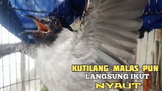 Download Lagu kutilang gacor TARUNG buat pancingan kutilang agar bunyi jadikan burung kutilang gacor MP3 Download Lagu kutilang gacor TARUNG buat pancingan kutilang agar bunyi jadikan burung kutilang gacor MP3