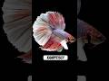 Meine Lieblingsfische Aquaristik #aquaristik #hobby #leidenschaft