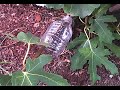 How to air layer a fig tree using a plastic bottle - Start to Finish