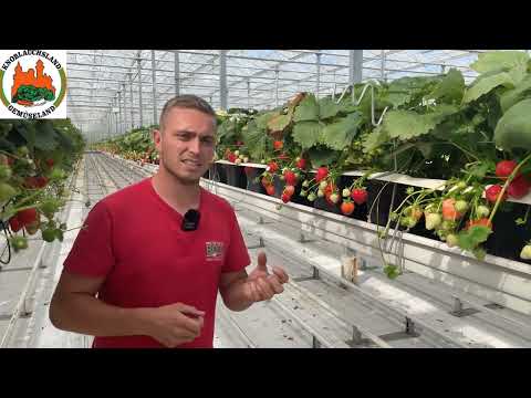 Video: Erdbeer-Gewächshaus-Produktion: Können Sie Erdbeeren in einem Gewächshaus anbauen?