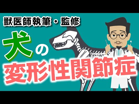 犬の変形性関節症【獣医師執筆監修】症状・原因・好発品種・予防方法・治療方法