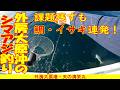 【イサキ&シマアジ釣り】2回目のシマアジ狙い。釣座変更の戦略で特大イサキ・マダイ連発&ヒラマサ降臨も本命の獲得に迫られる課題と工夫 〜外房大原港 天の清栄丸[ENG/KOR SUB]