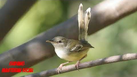 Masteran ciblek ngebren||Gacor||terapi Air