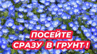 ПОСЕЙТЕ ЭТОТ ЦВЕТОК СРАЗУ В ГРУНТ и любуйтесь цветением все лето в саду. Цветы без рассады