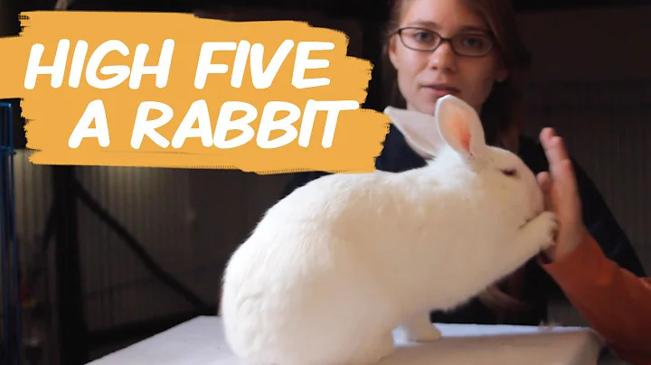 Do You Want To High Five a Bunny?